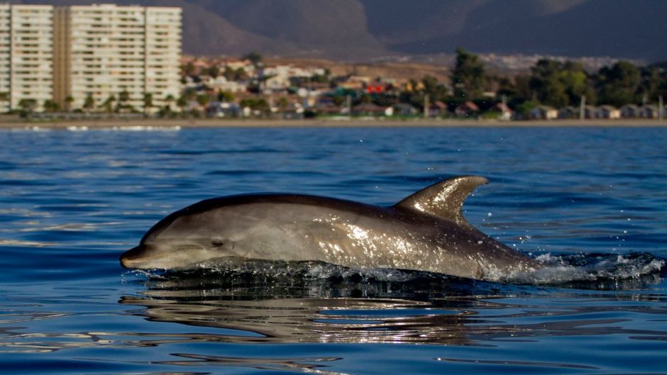 Delfín Nariz de Botella.   - PANAMA