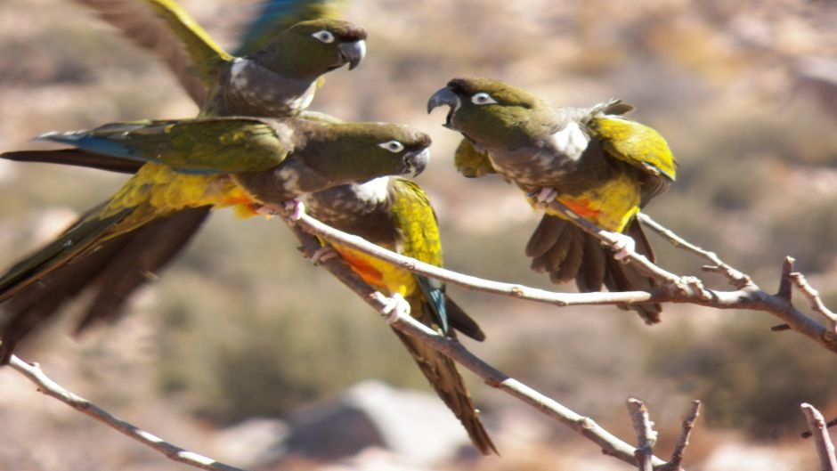 Loro Tricahue, Guia de Fauna. RutaChile.   - 