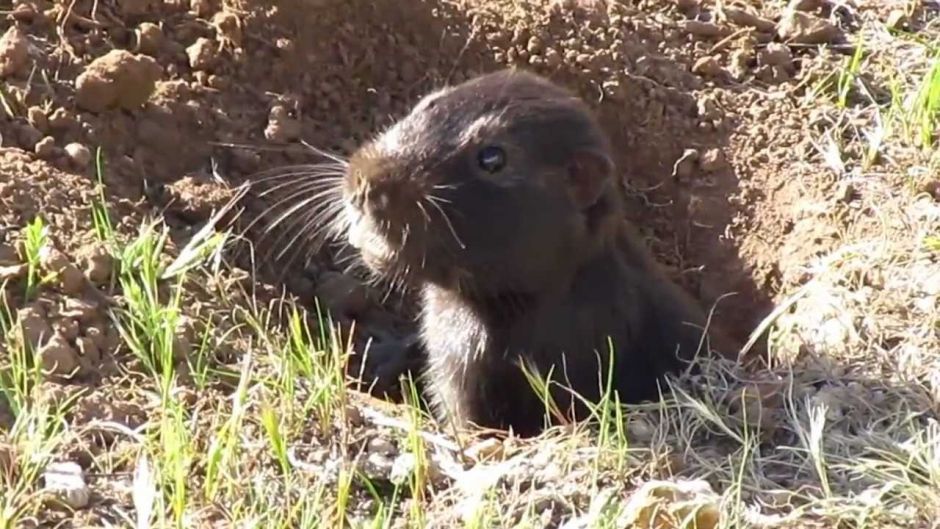 Cururo, Guia de Fauna. RutaChile.   - 