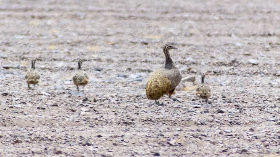 Perdiz de puna, Guia de Fauna. RutaChile.   - 