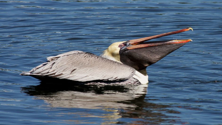 Pelicano Pardo.   - MEXICO