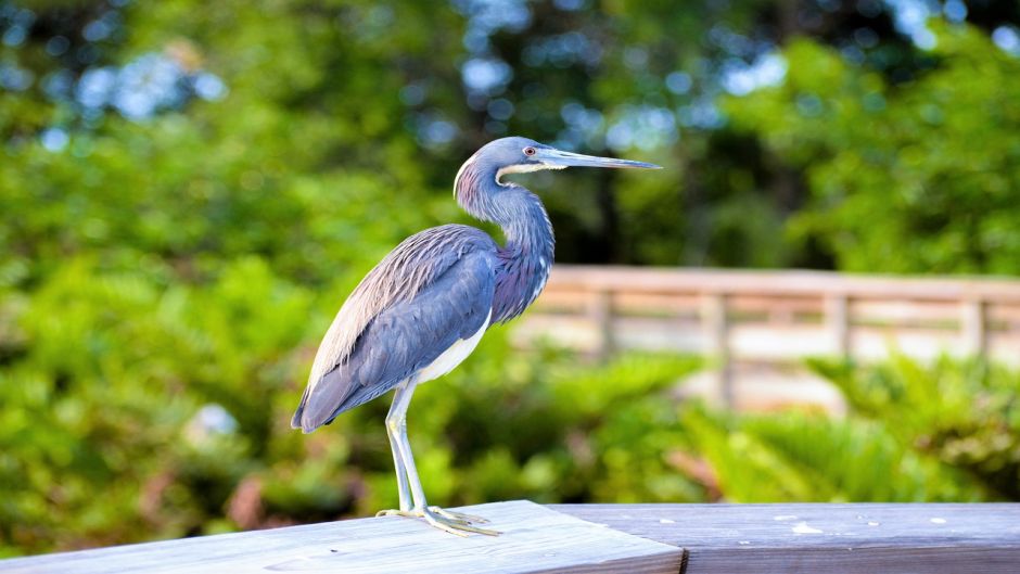 Informacion de la Garza Azul, a Garceta Azul (Egretta caerulea) se .   - 