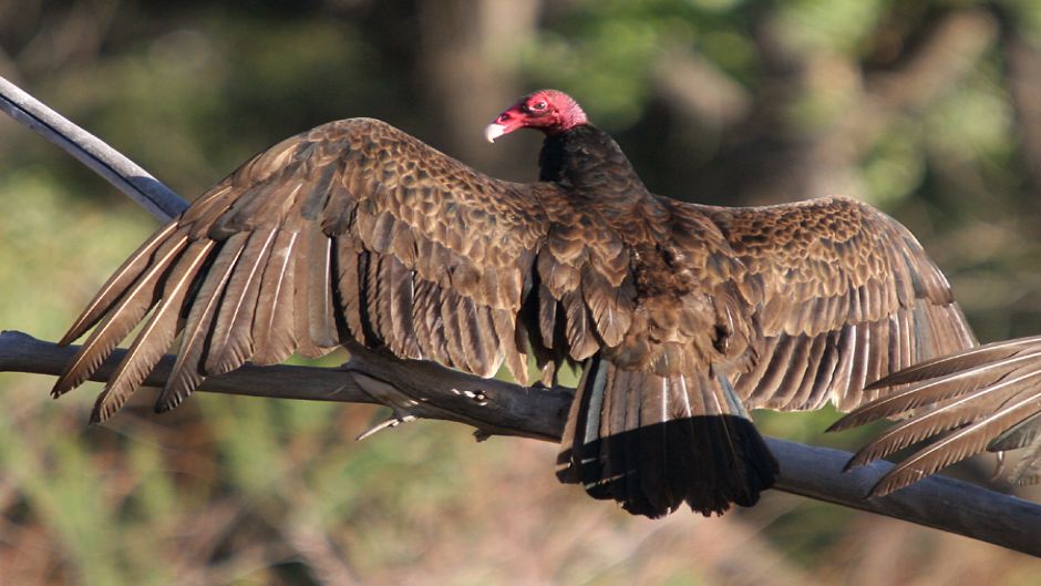 Jote de cabeza colorada, Guia de Fauna. RutaChile.   - MEXICO