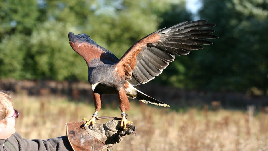 Peuco, Guia de Fauna. RutaChile.   - ESTADOS UNIDOS