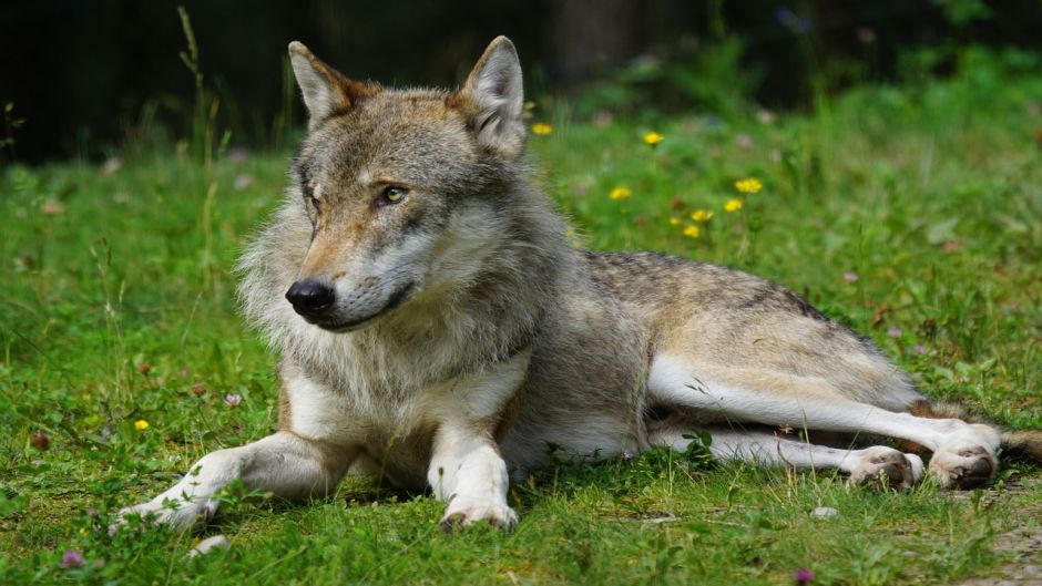Lobo Europeo.   - FRANCIA