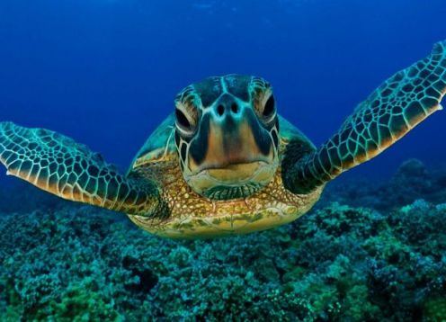 Angra do Reis Alquiler de barco privado de día completo desde Río de Janeiro. R�o de Janeiro, BRASIL