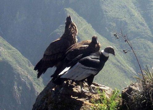 Tour al Cañón del Colca en 2 días, comenzando y terminando en Arequipa. Arequipa, PERU