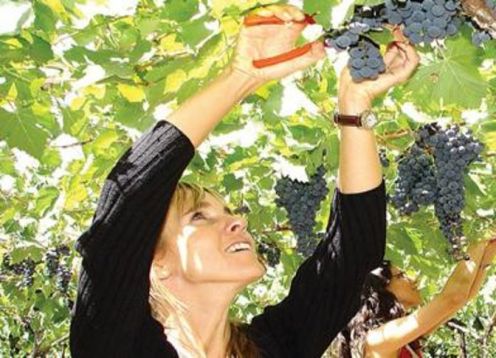 Tour de cata de vinos de medio día de lujo en Mendoza. Mendoza, ARGENTINA